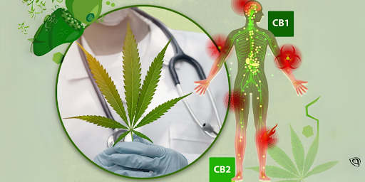 Cannaone Ltd: A Scandinavian Company Committed to Quality and Sustainability in CBD Products