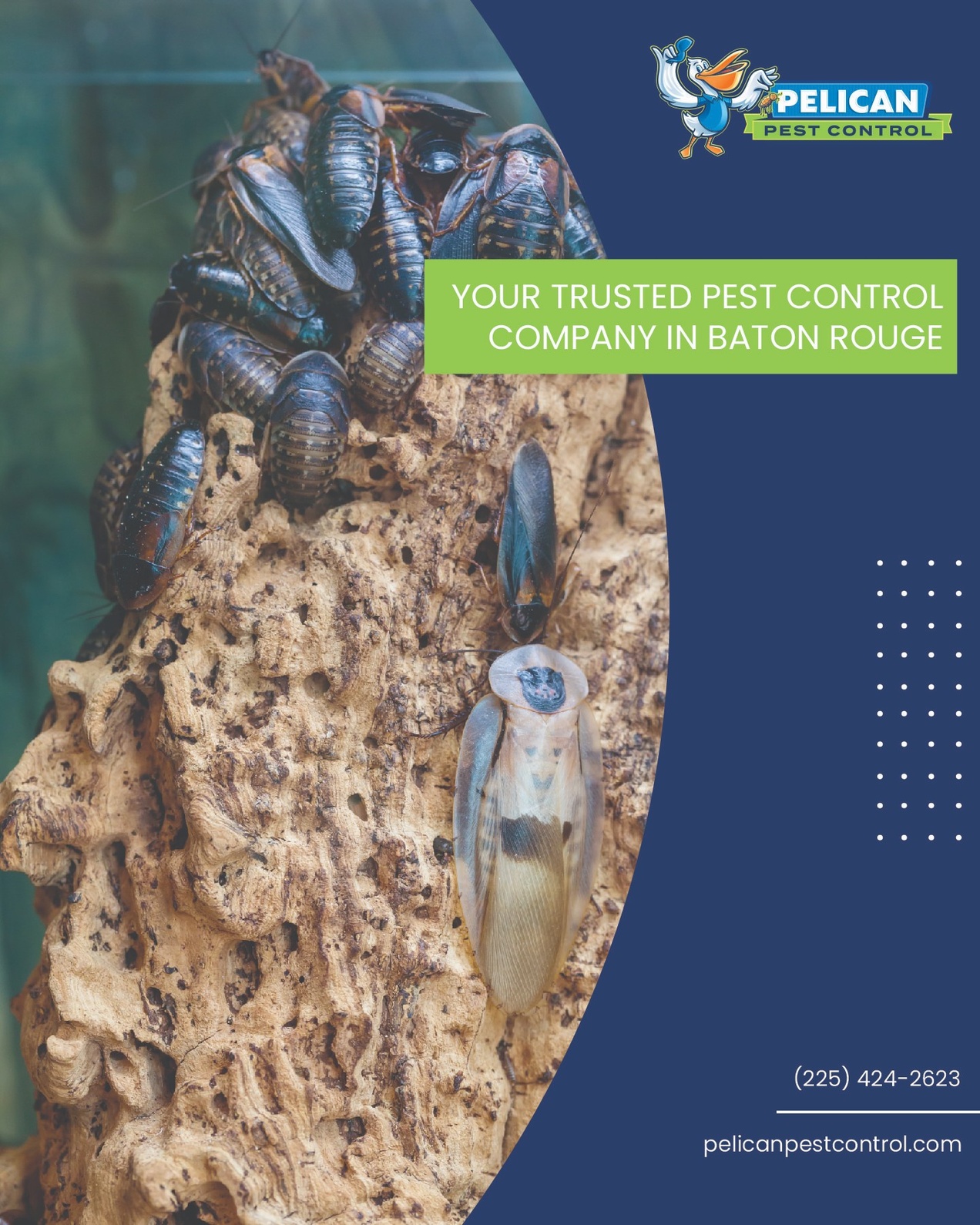 Pelican Pest Control: Offering Expert Pest Control Services as the Trusted Pest Control Company in Baton Rouge