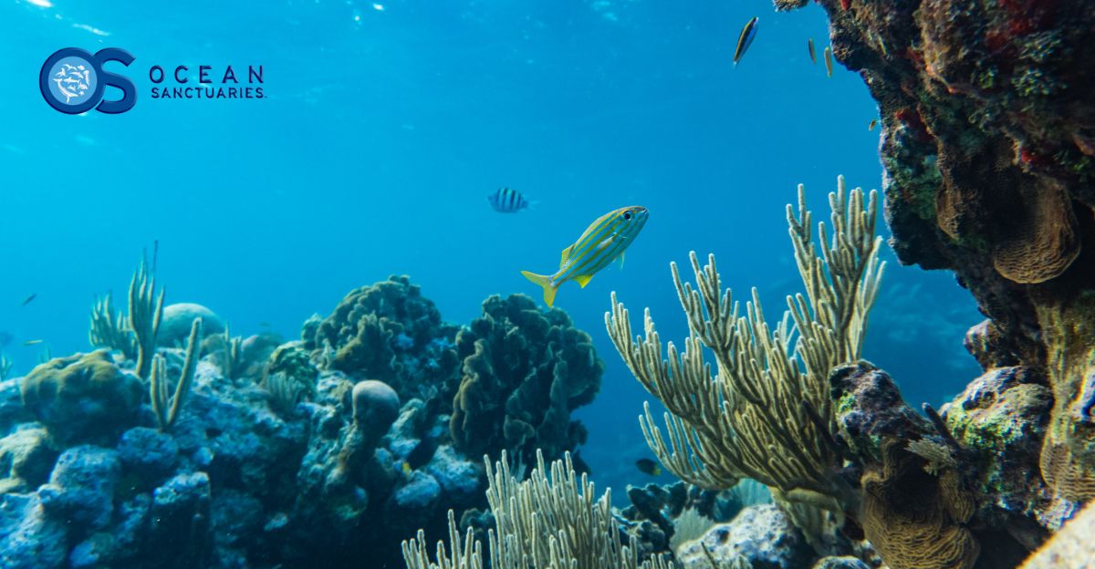 Citizen Scientists Dive Deep: Empowering Marine Life Research on Artificial Reefs in San Diego