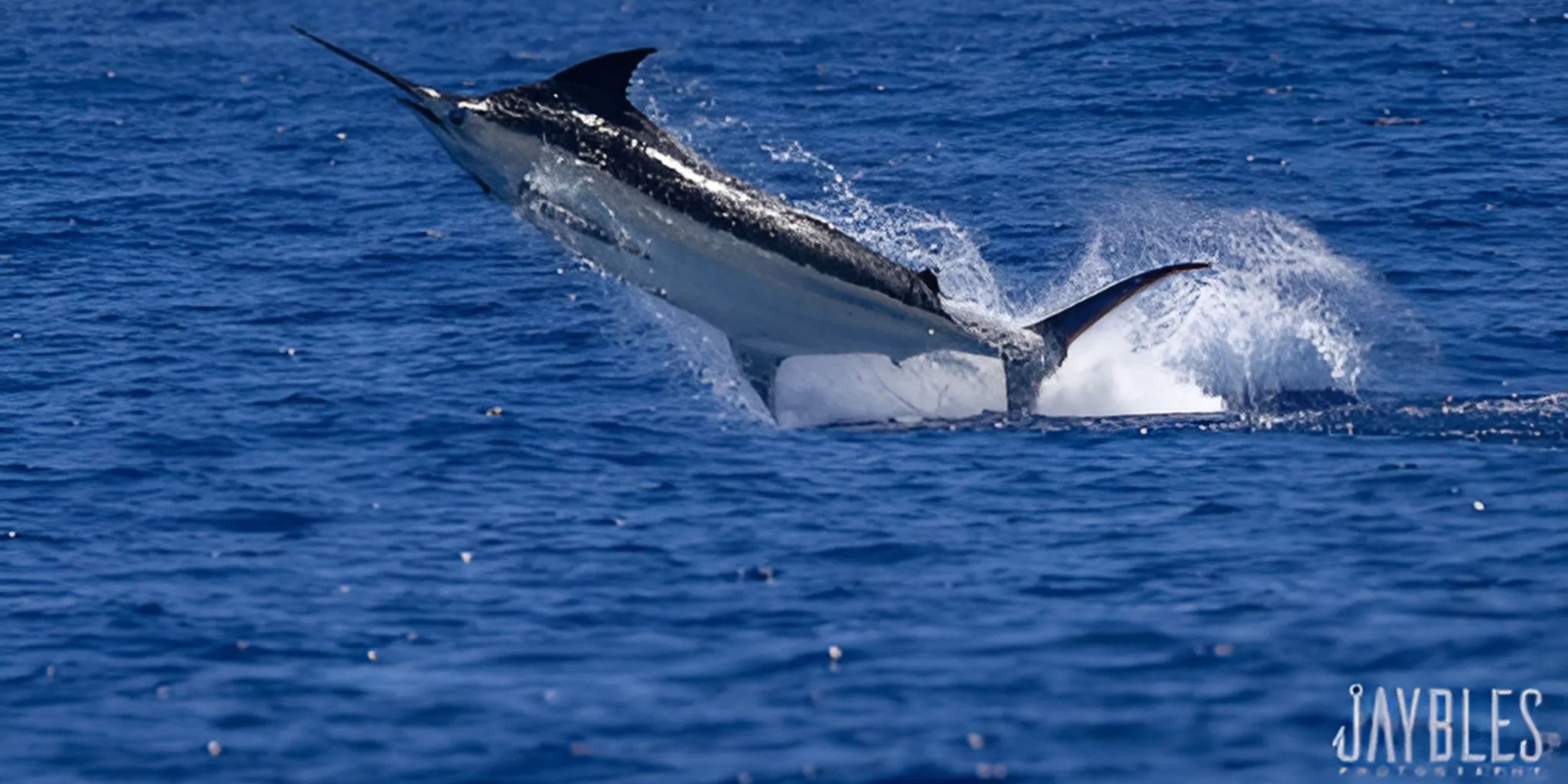Tantrum - Kona Fishing Charters Earns Prestigious 2024 Billfish Foundation Awards for Excellence in Tag & Releases
