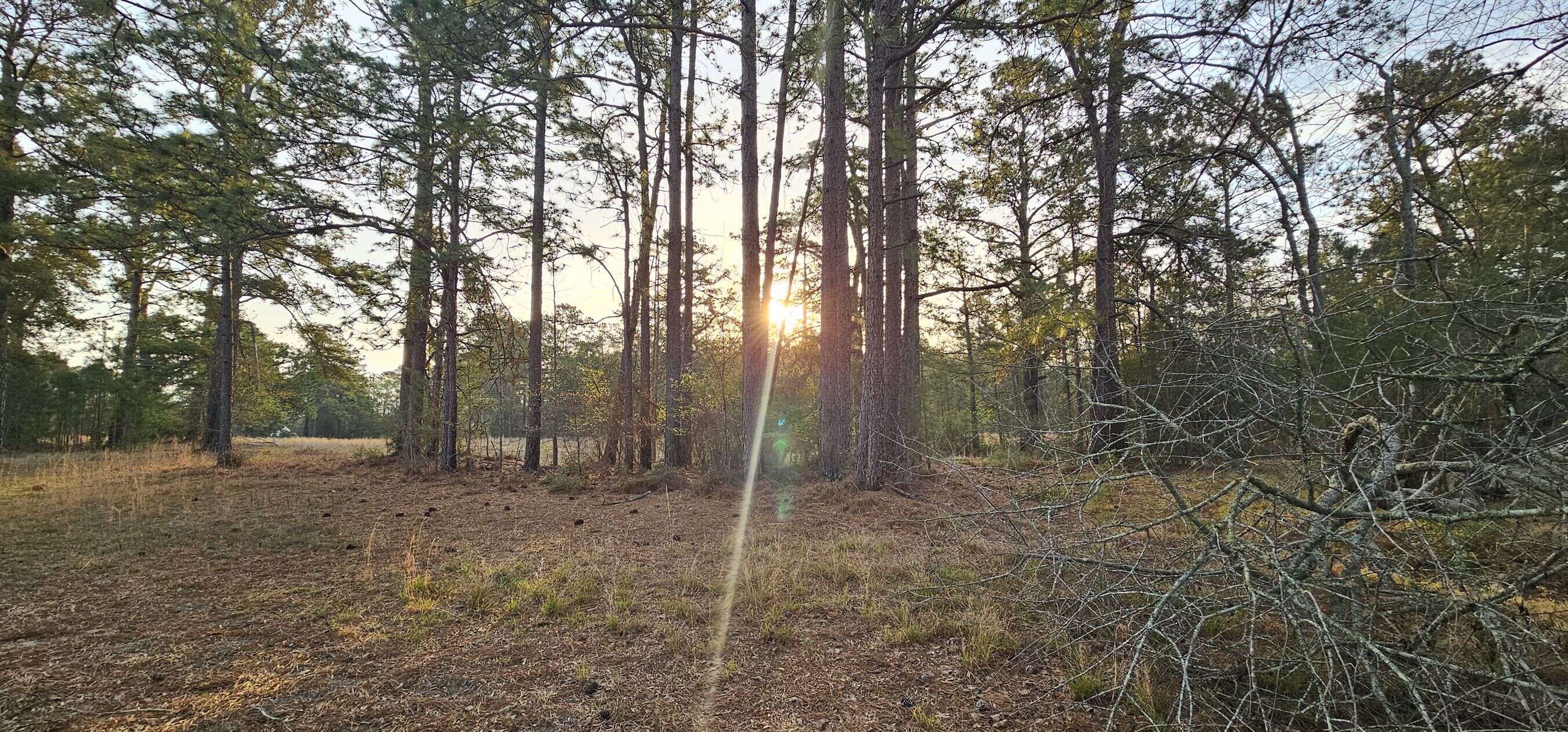 Sacred Grove Champions Land Reclamation Through Green Burial Innovation In South Carolina