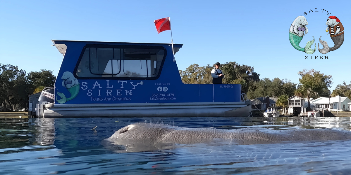 Salty Siren Tours: A Premier Manatee and Scallop Charter Experience on Florida’s Nature Coast
