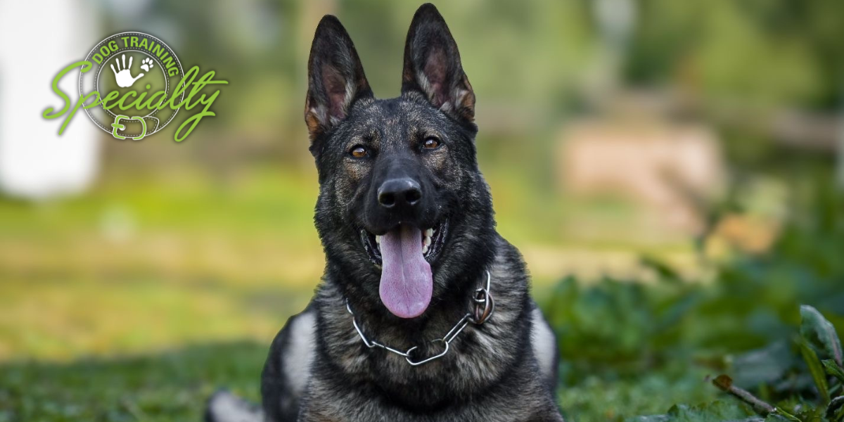 Specialty Dog Training: Leading the Way in Elite Canine Training and Protection Services