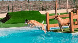 Hotel Canino Patitas Felices