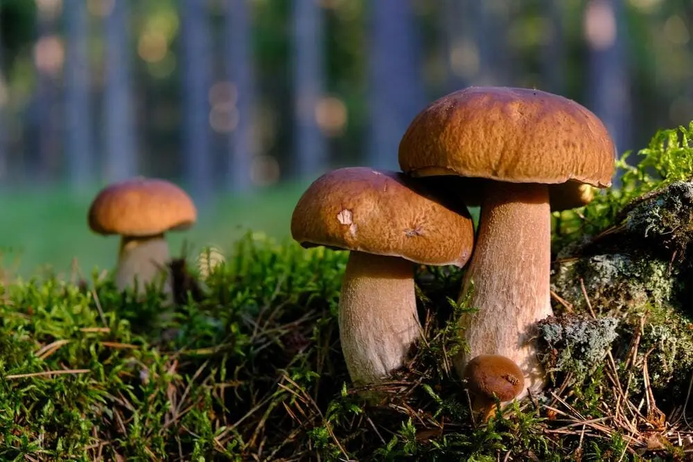 Куда пойти за грибами в Праге и Среднечешском крае