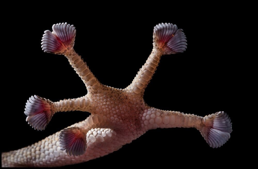 На фото широкопалый геккон