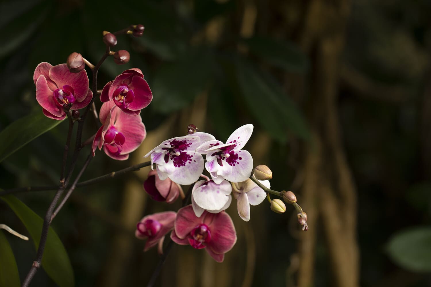 В Ботаническом саду Праги проходит выставка орхидей и продажа комнатных растений