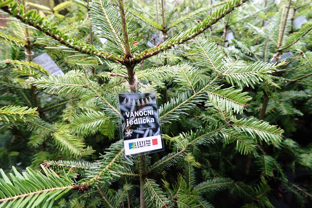 В Праге стартуют продажи рождественских елок в горшках