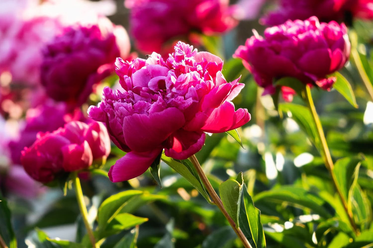 В оранжерее Пражского Града пройдет выставка цветов