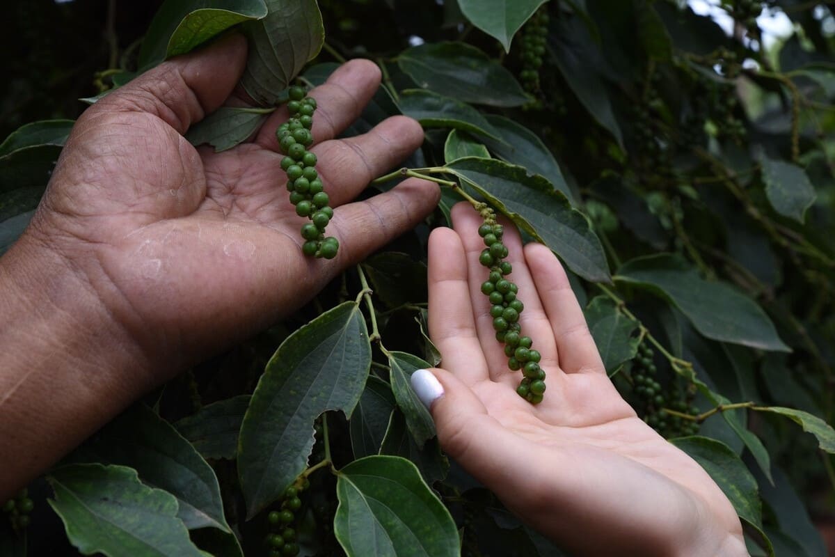 Свежий зеленый перец Pepper Field