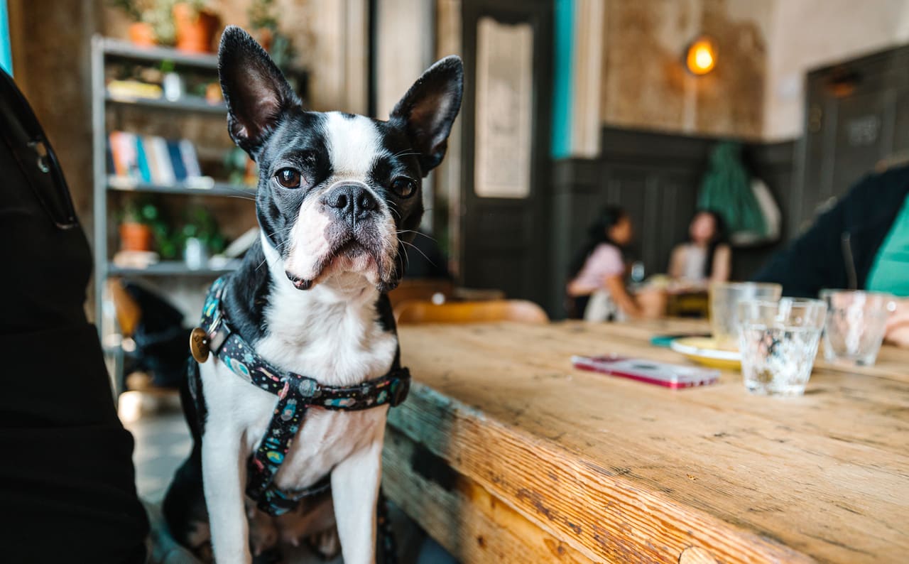 6 декабря в Праге пройдет рождественское мероприятие для владельцев и любителей собак Dogs & Friends
