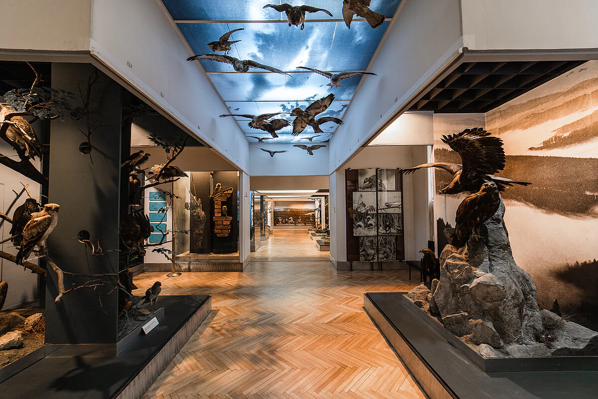 Moravské zemské muzeum (Брно)