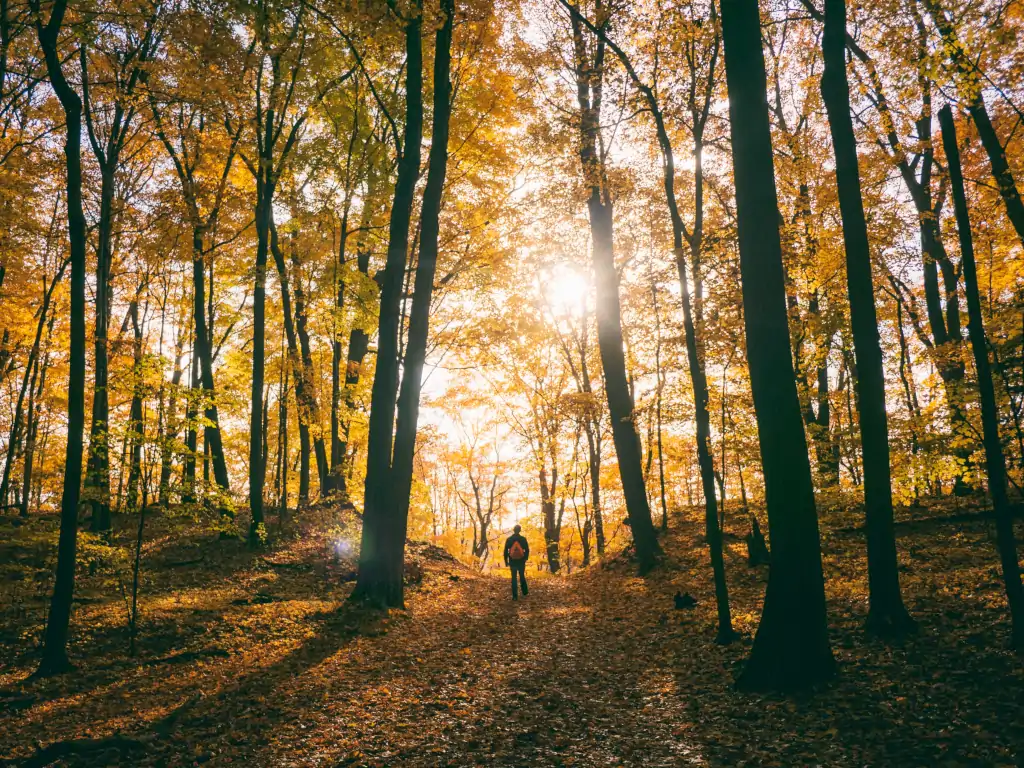 Image of a forest in autumn depicting an example of forest bathing