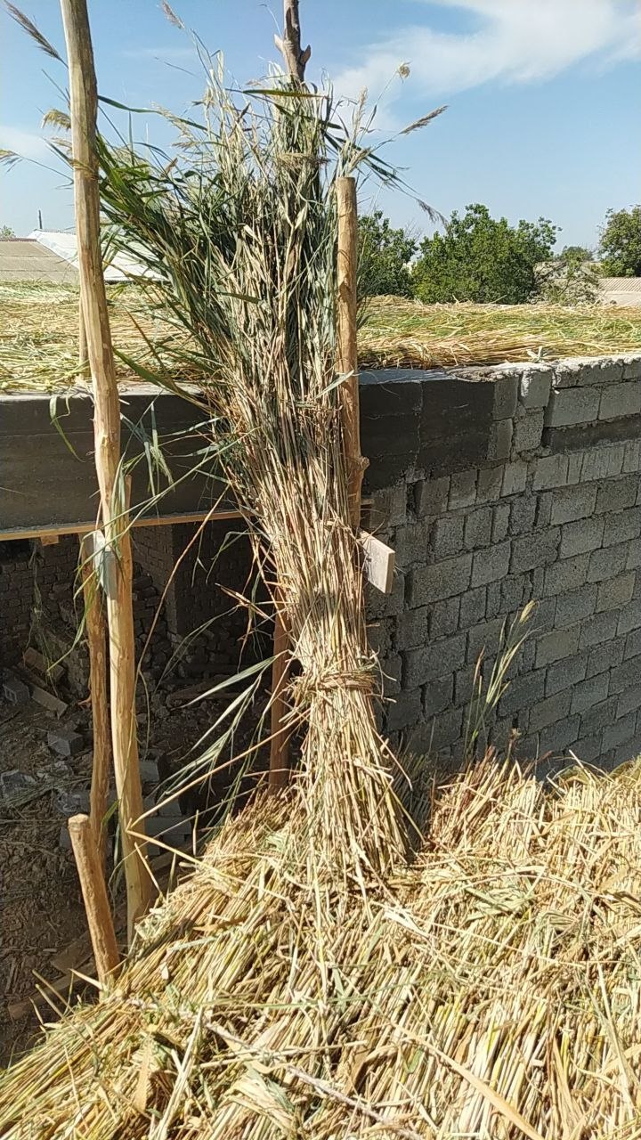 Qamiw — dastafkasi ichida