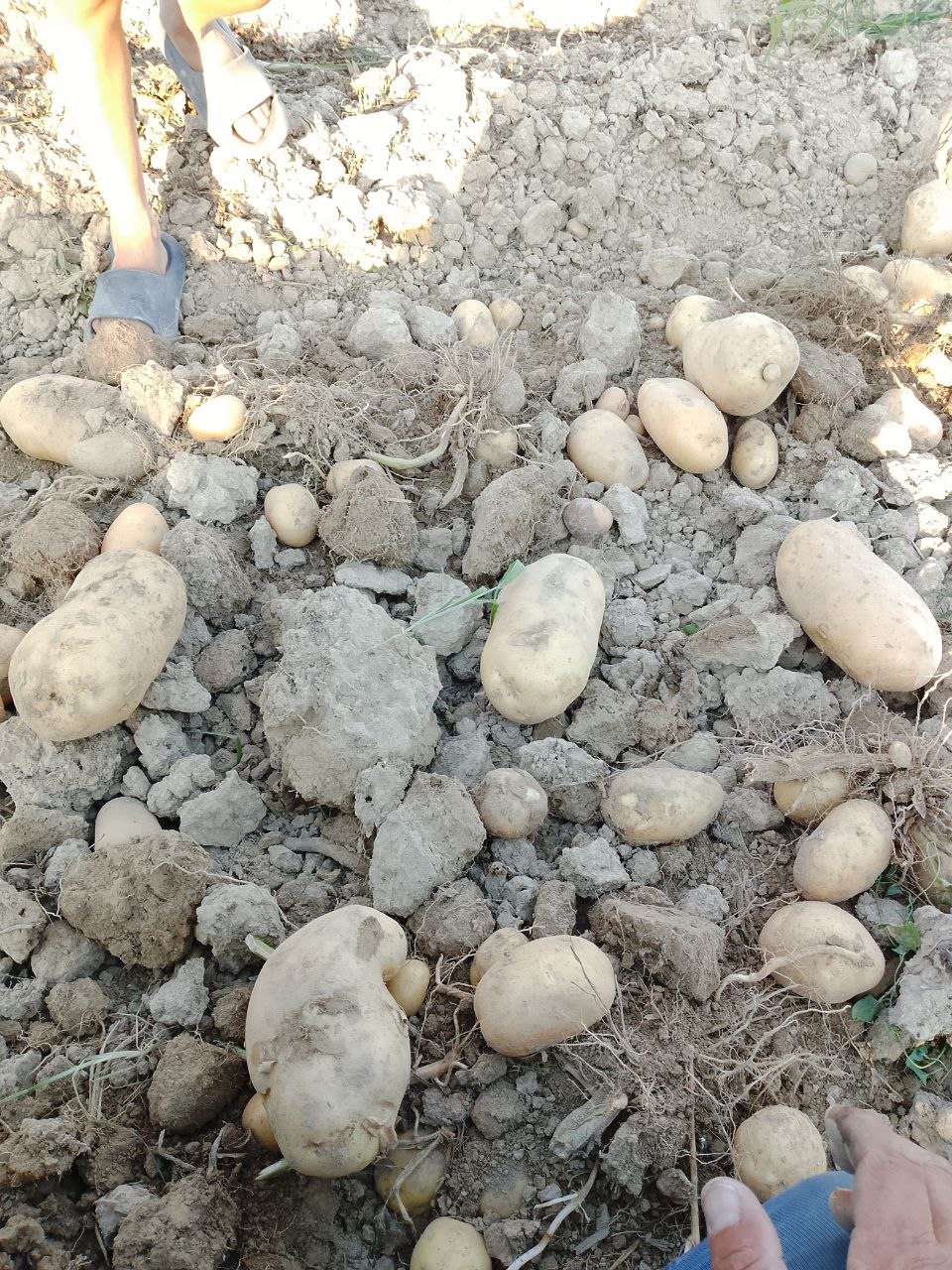 Kopatir va chizil xizmati