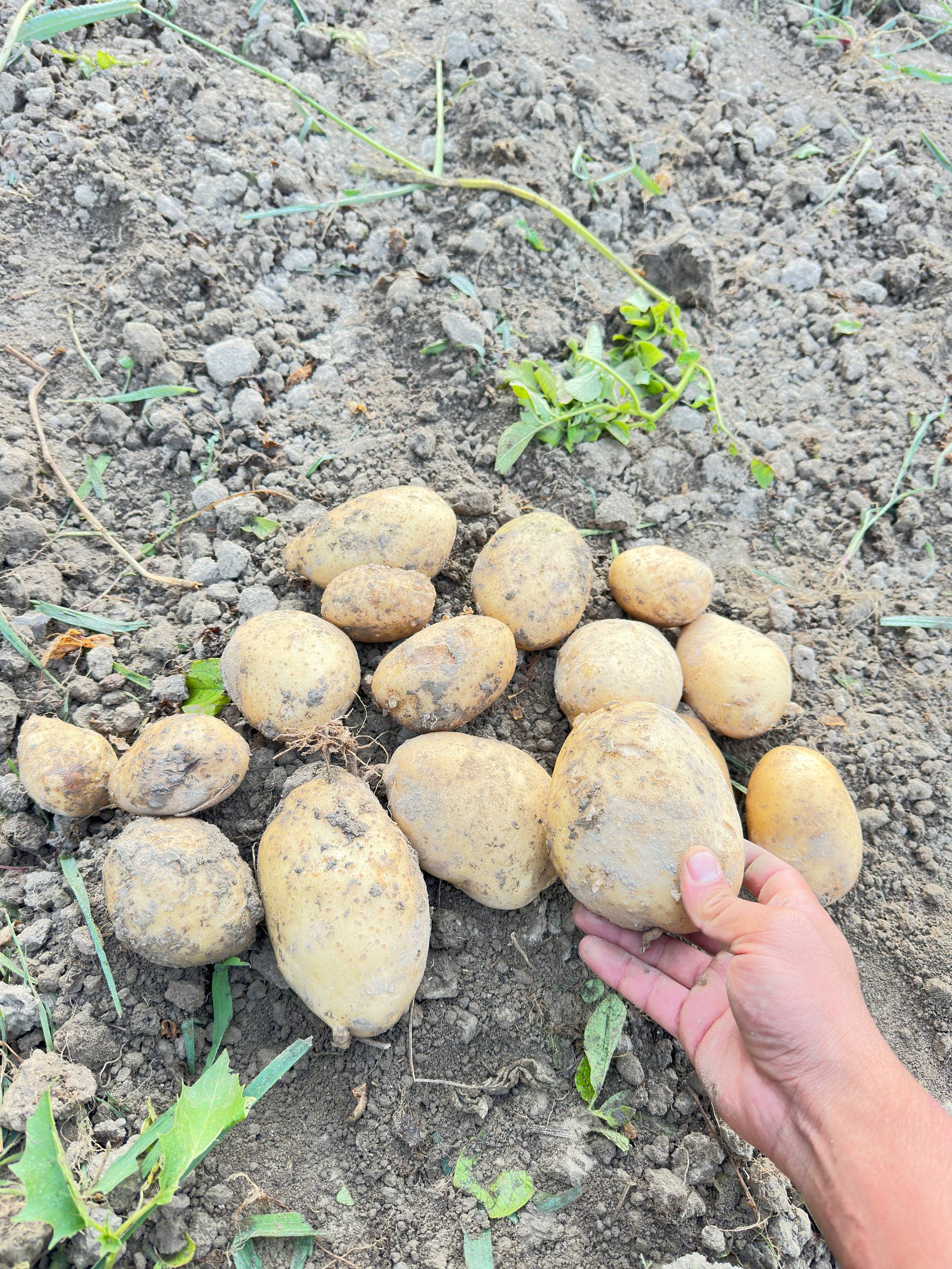 Kartoshka sotiladi, Gulbuloq jar
