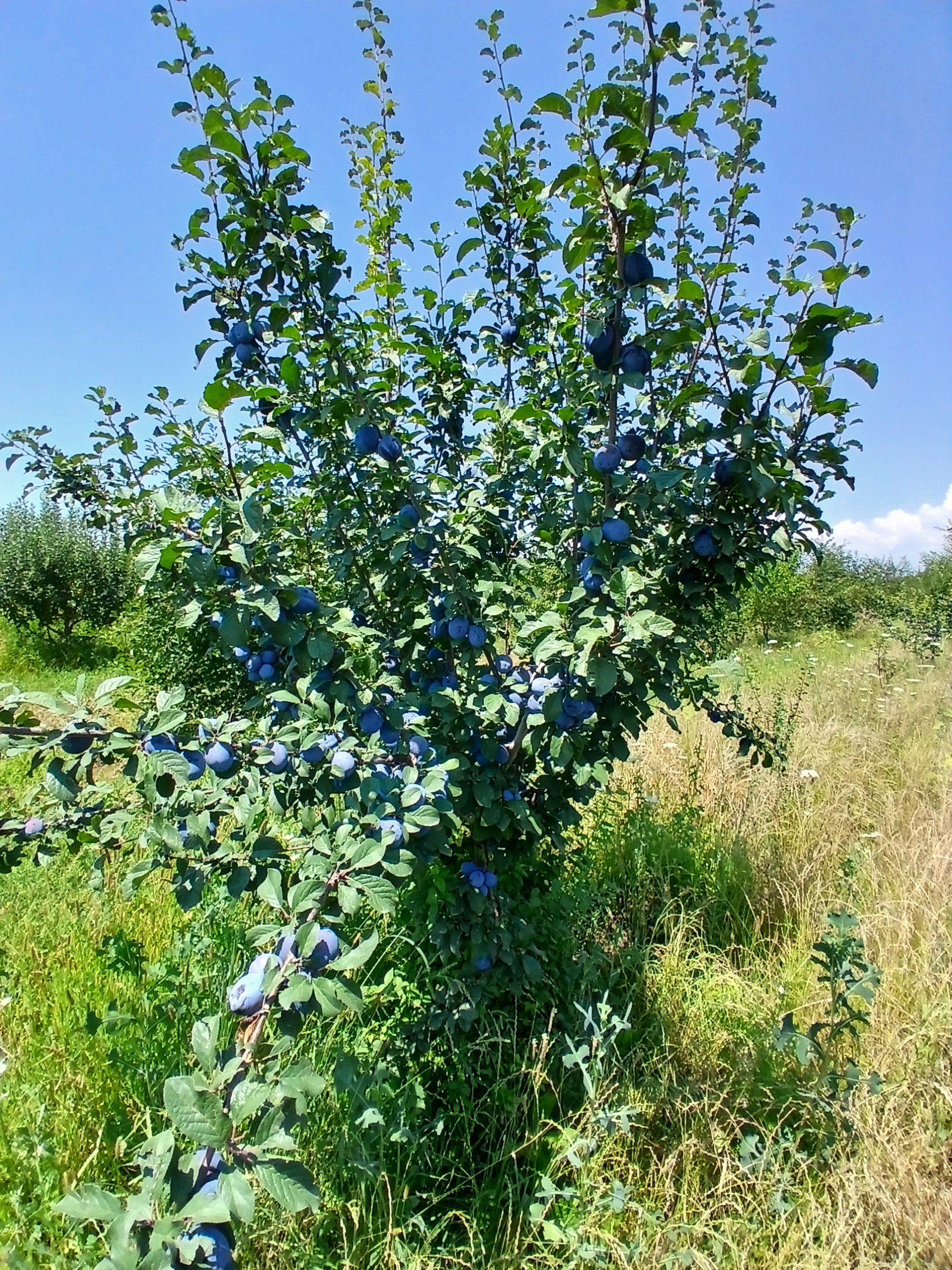 Selbeya gʻayloni — sifatli va arzon