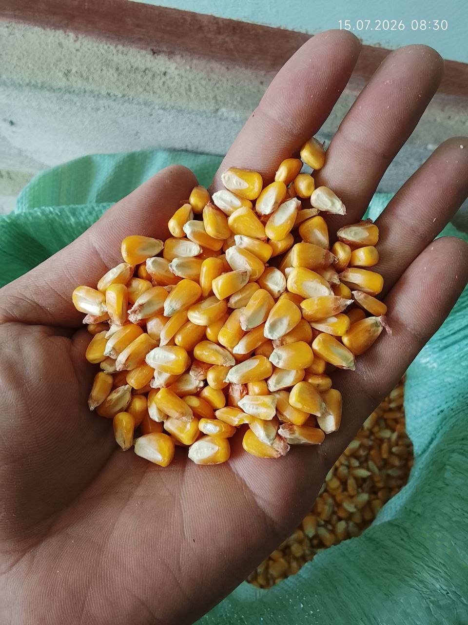 Makka sotiladi 6000 so'm