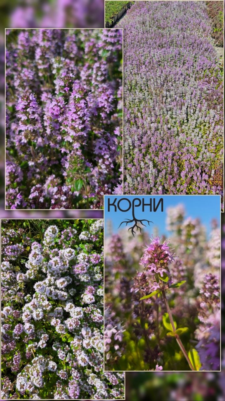 Тимьян — каменистый сад uchun o'simlik