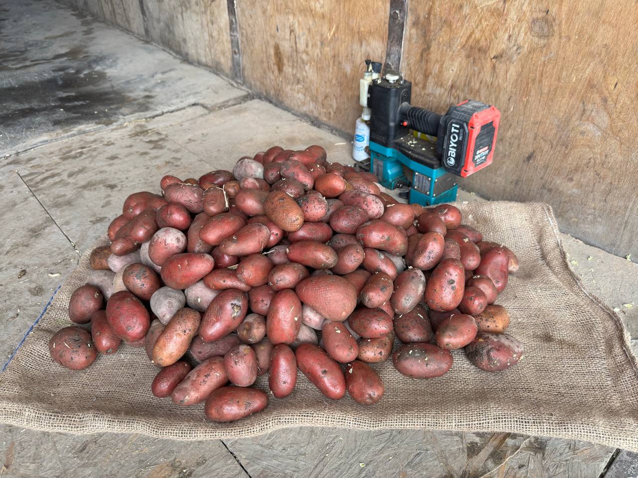 Pokiston urugli kartoshka bor