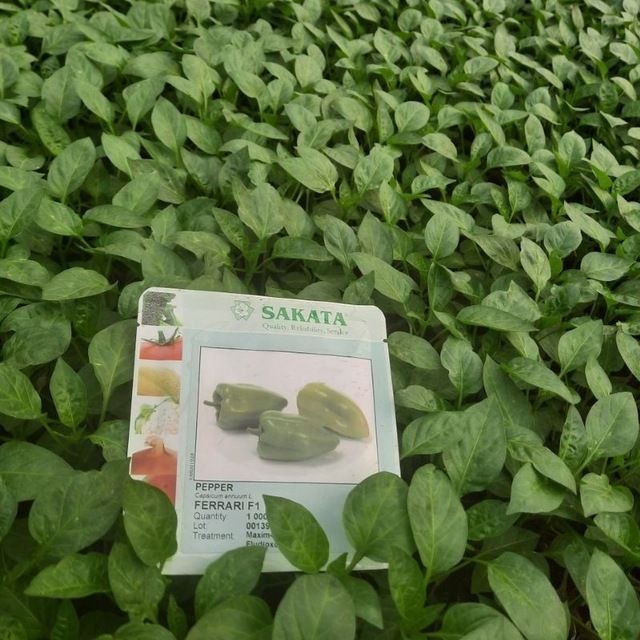 Ferrari kuchati