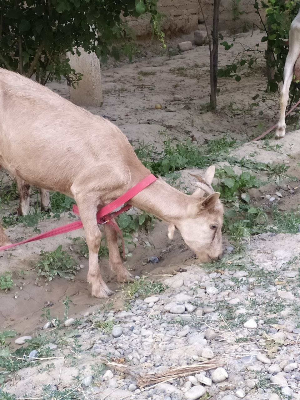 Bu toza zanin echkimiz tishi oltinchisini chiqardi