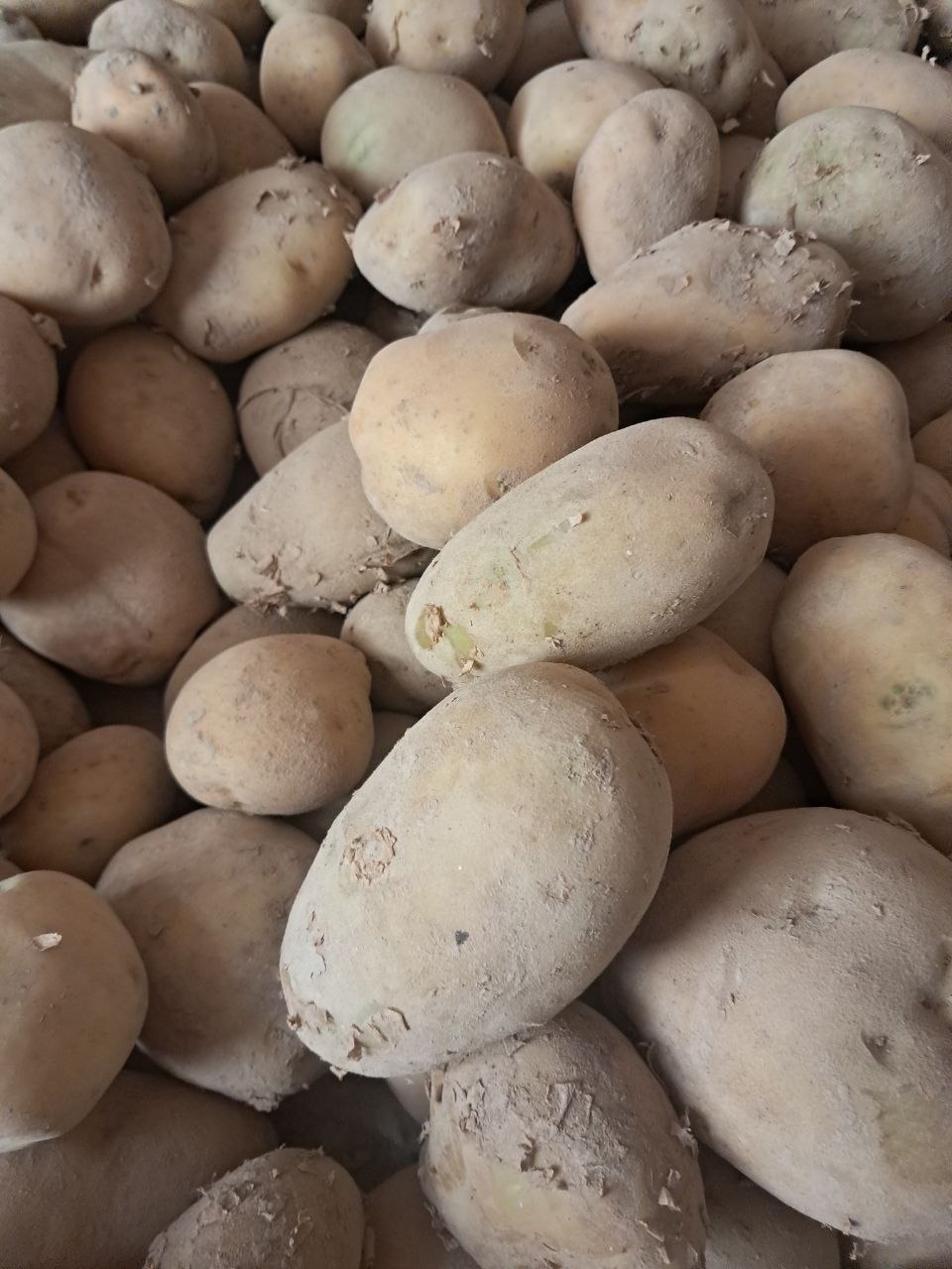 Kartoshka sotiladi 4000 som
