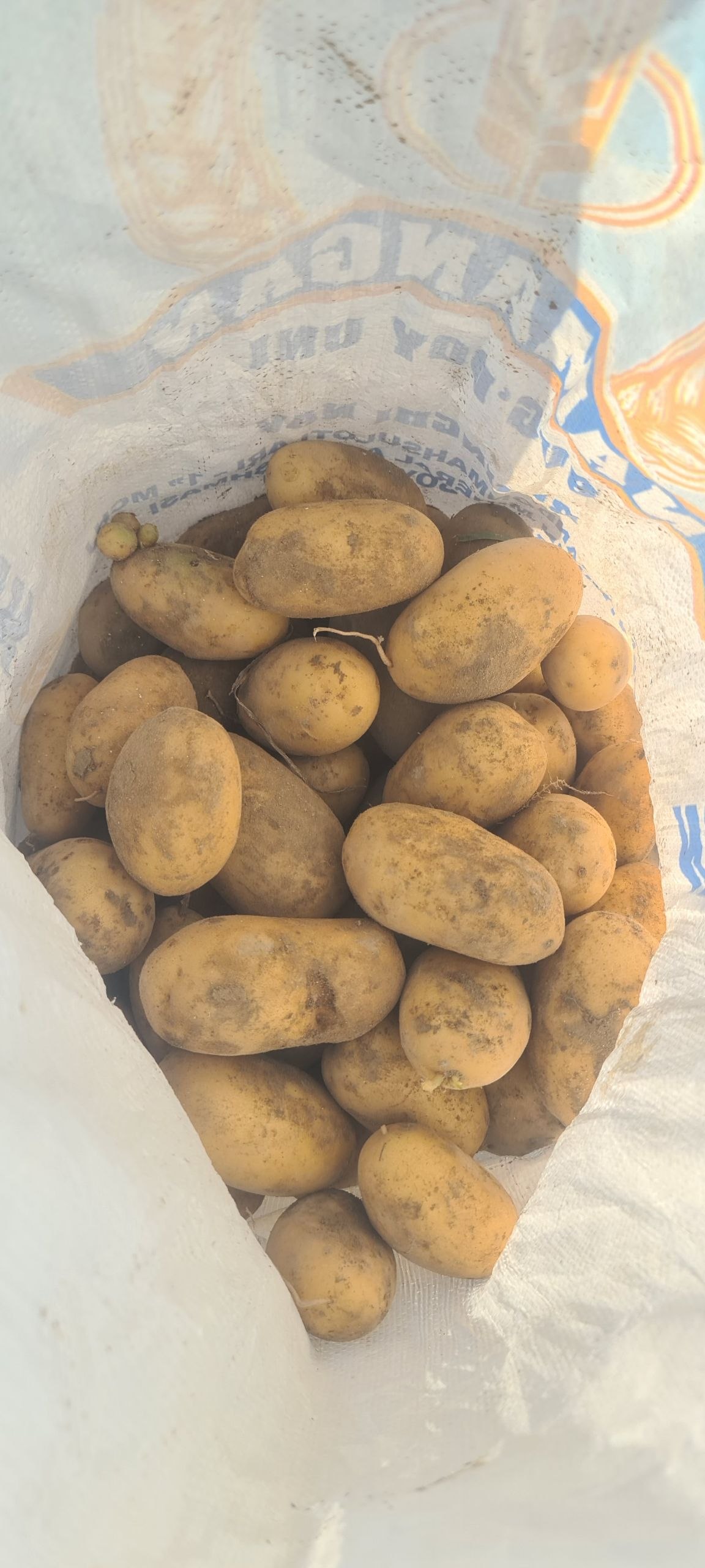 Kartoshka Natasha 2 tonna Manzil Namangan Kosonsoy