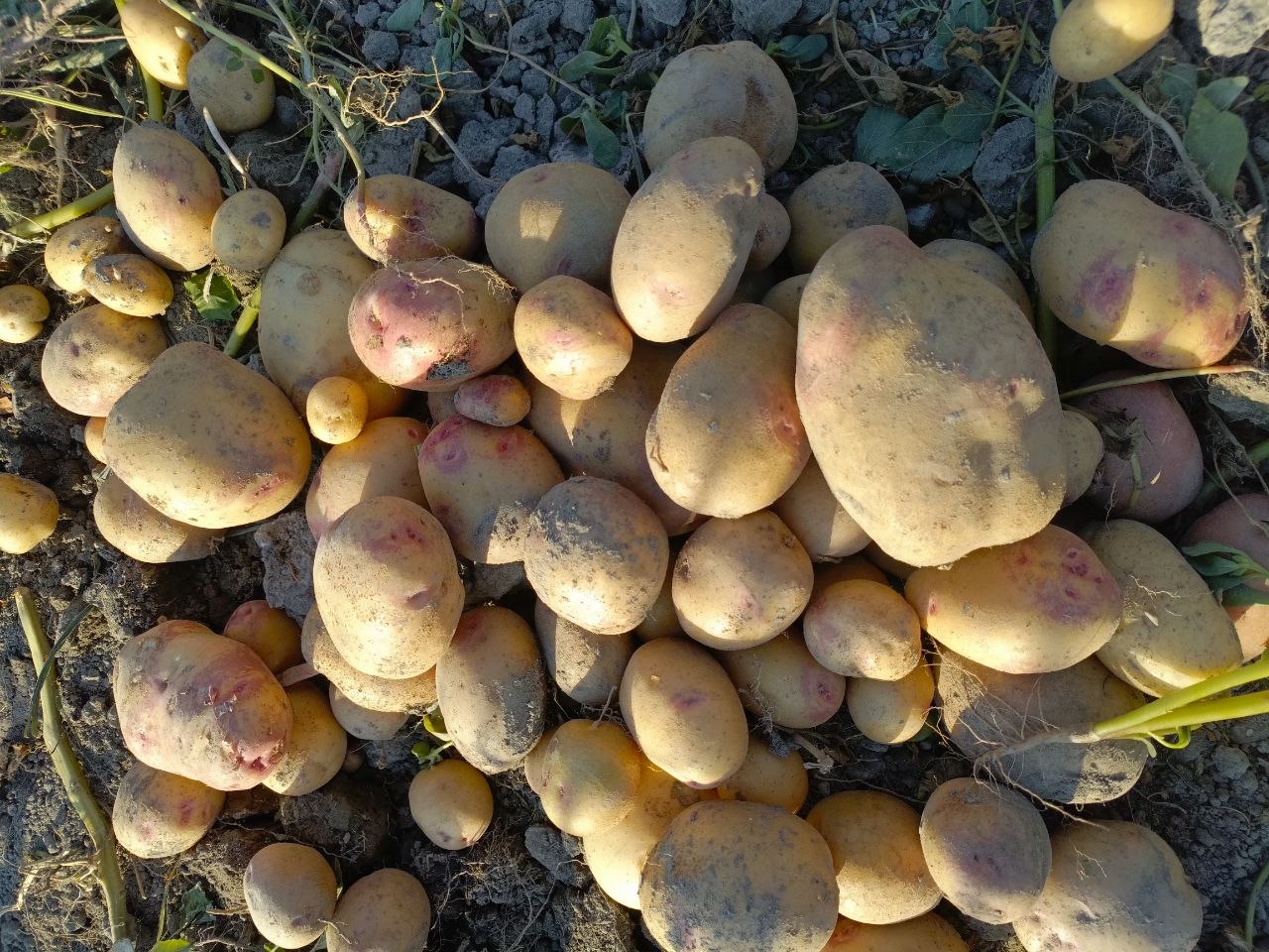 Pikasso sotiladi Bulungʻur