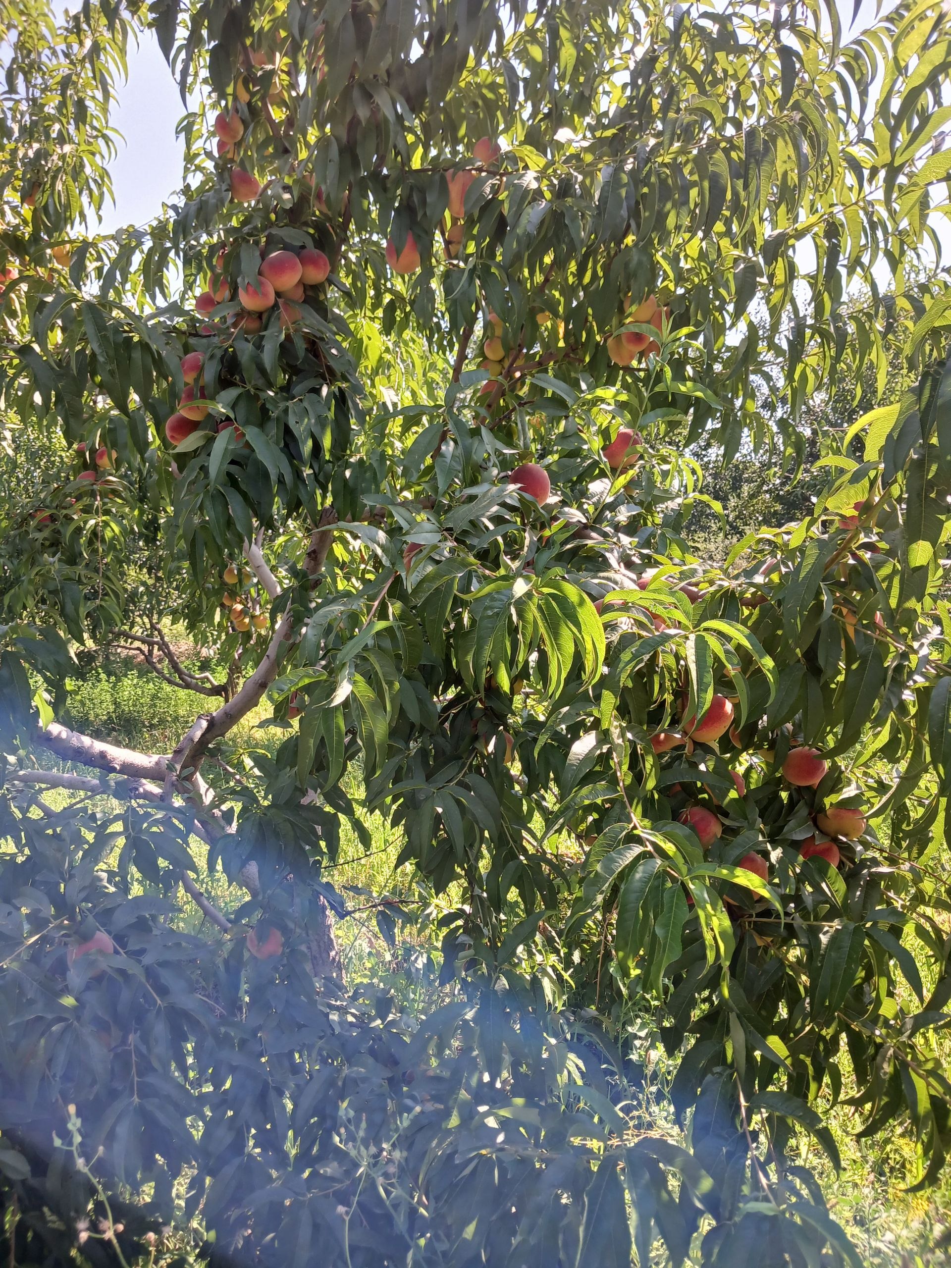 Shaftoli otyogʻi