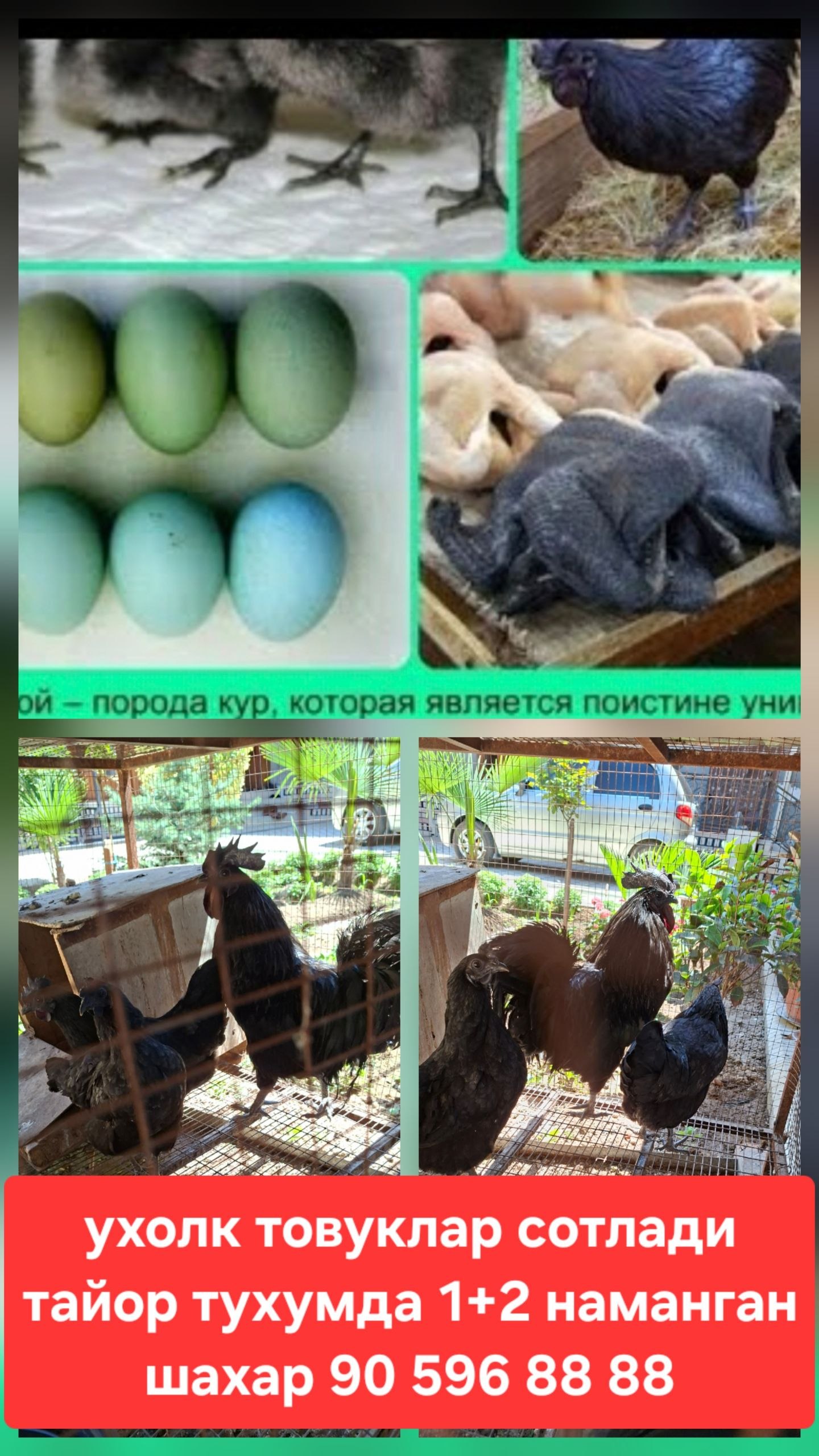 Uholi tovuqlar