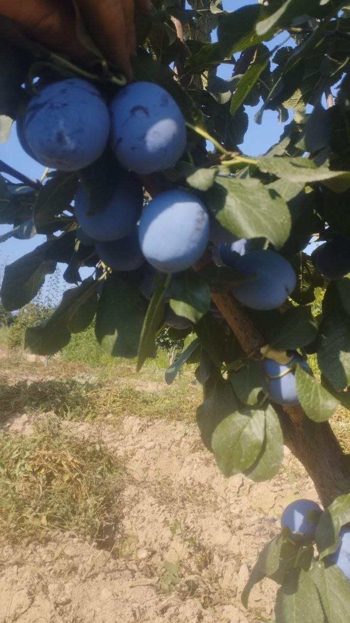 Serbiya sliva Katta katta xosil