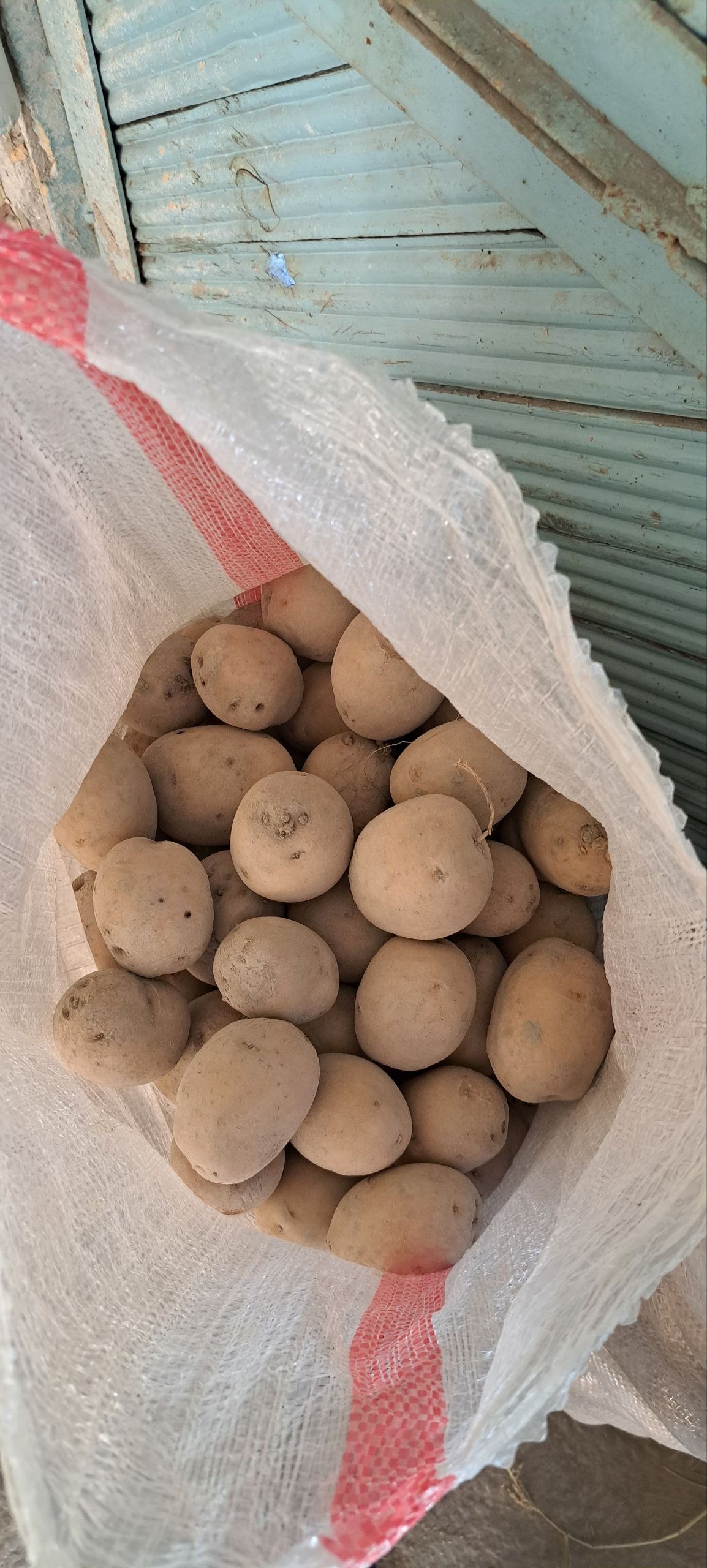Navoiy kartoshka optom dexqondan sariq shirin ezilib