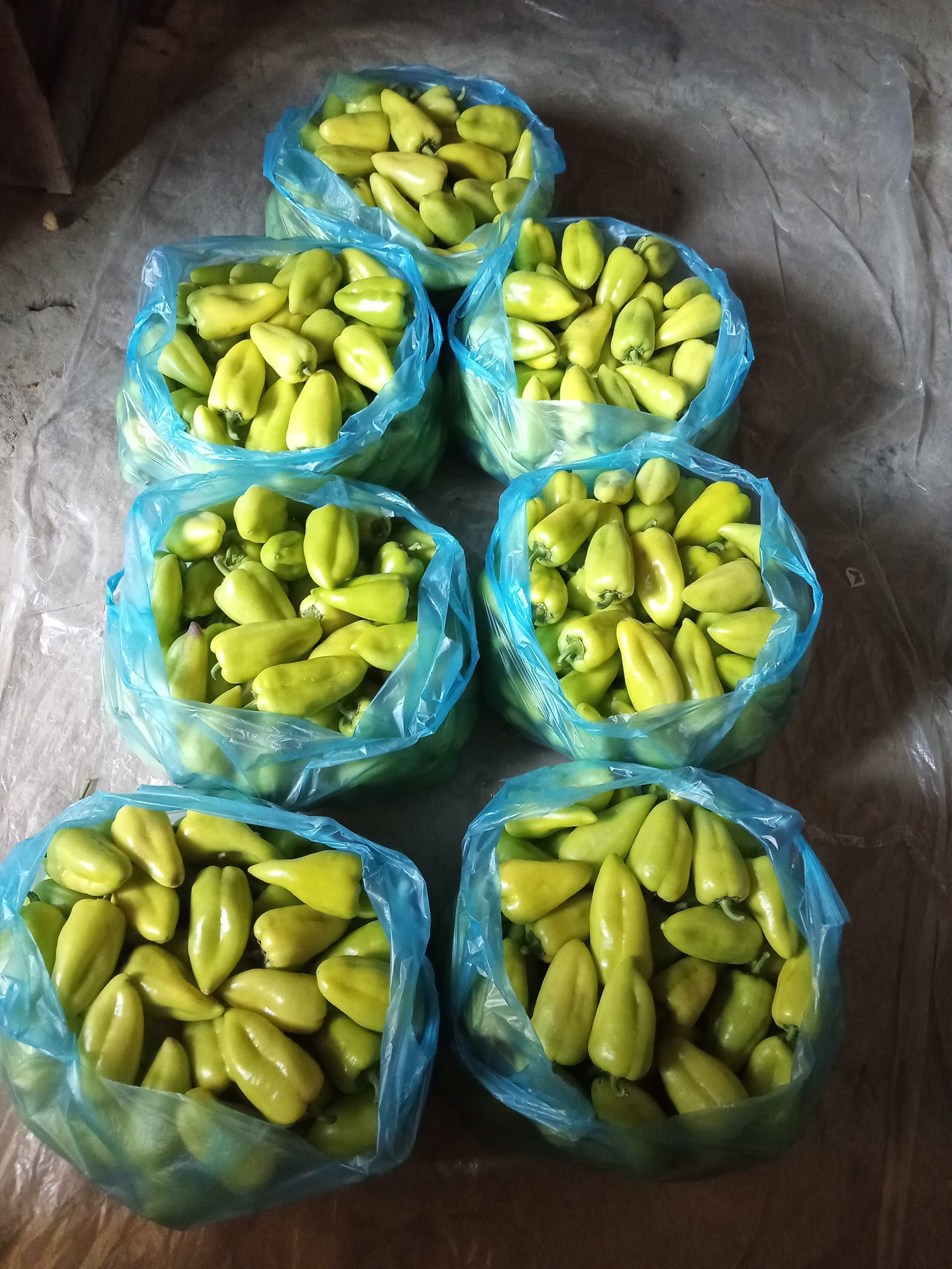 O'rtola 7 ta paketda palyot balgar