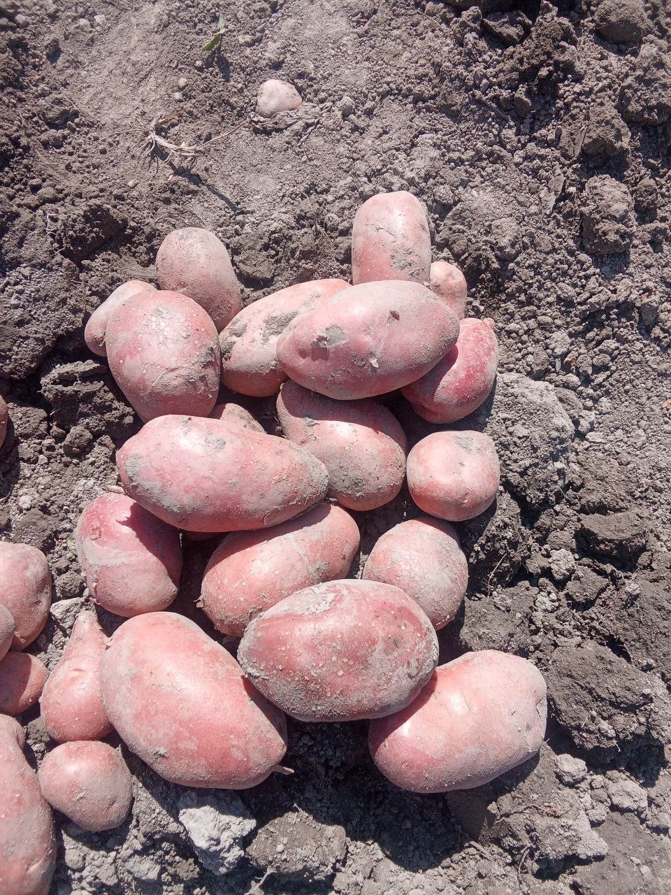 Esma kartoshka 70 sotih Arizona ham bor 1 30 Bulungʻur