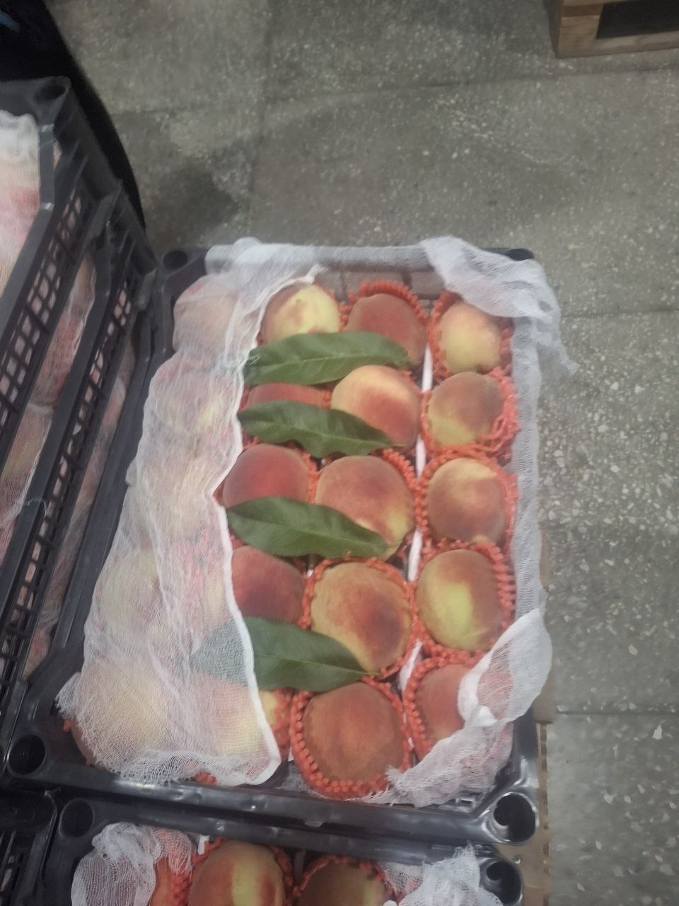 Vastok tayor sovitilgan