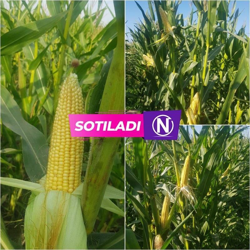 30 sotix silos sotiladi