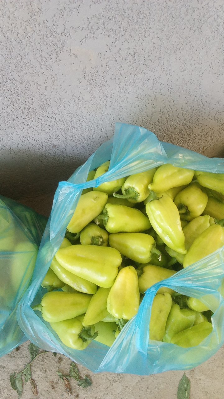 25 setka tayori — sifatli va yangi