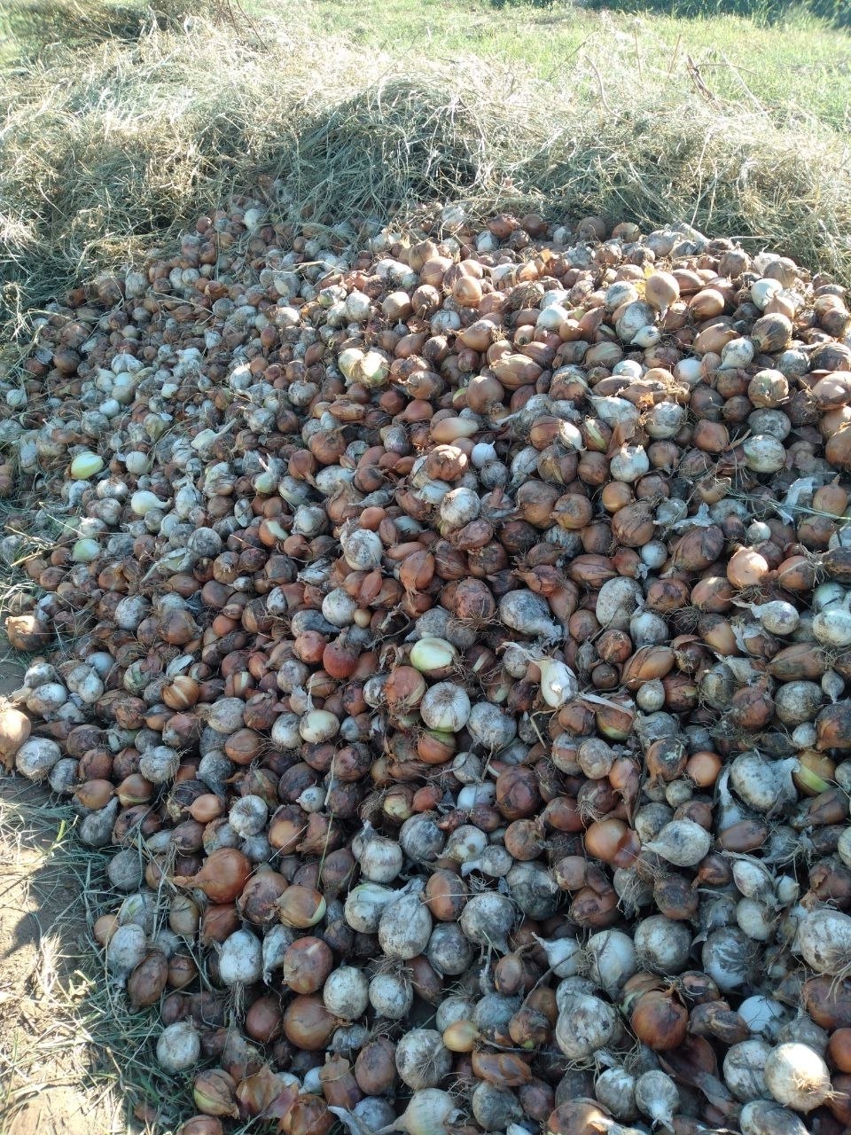 Namanganda toza pishgan 50 tonna atrofi piyoz bor