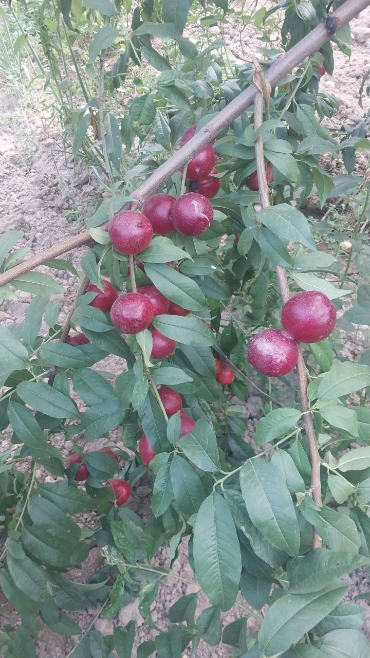 SHAFTOLI BOR 10 MIGDAN