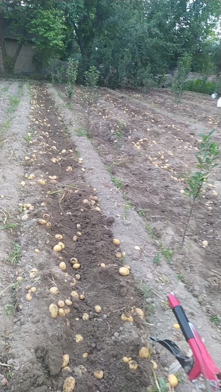 Kartoshka, Motablok xizmati