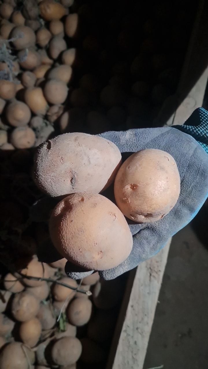 3 tonna ziyot mayda — sifatli
