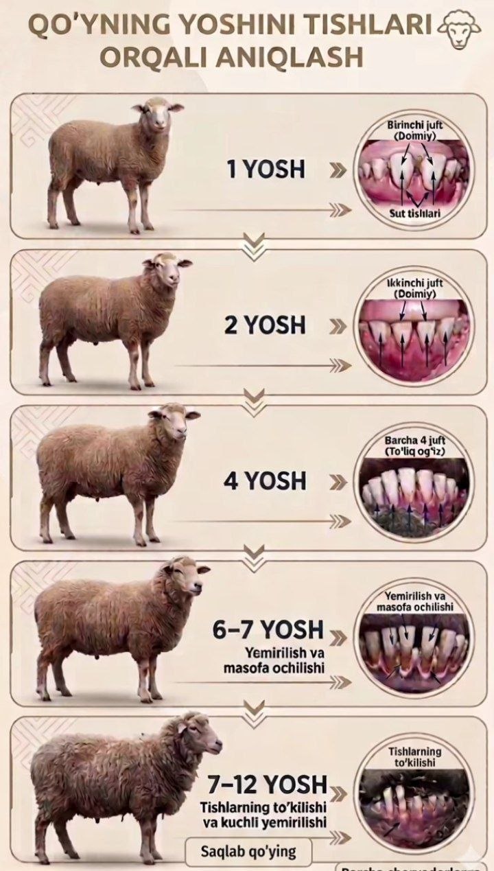 Veterinariya xizmati ‍ ‍ ‍