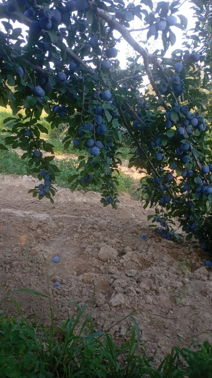 Serbiya 5 tonna