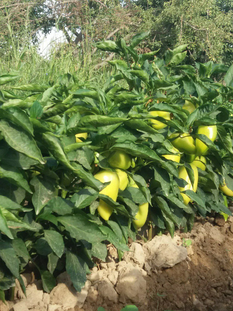 Balgar kuchatlari