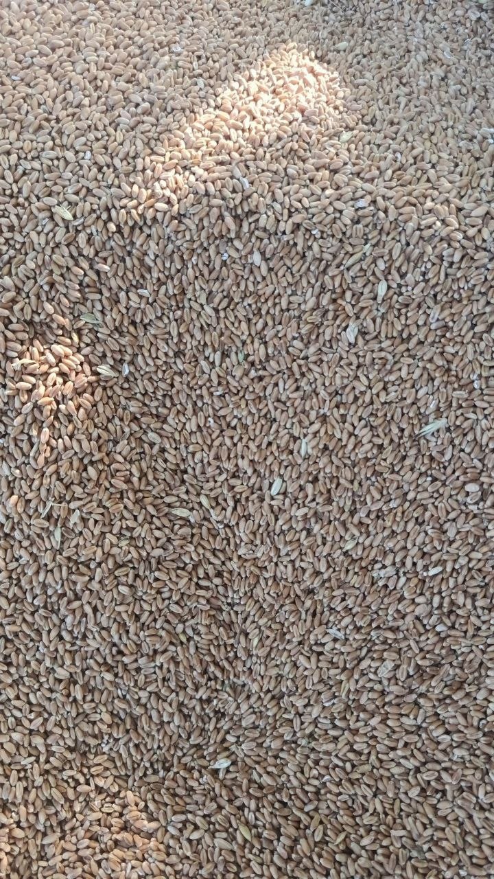 Bugdoy yetkazip beramiz