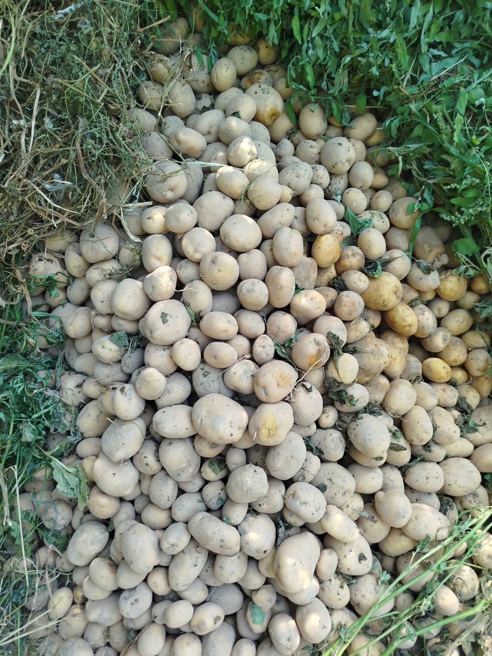 Kartoshka bor 1 tonna atrofida qiziqqanlaga