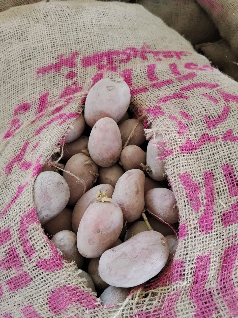 Kartoshka urgʻuli esma Pakistani