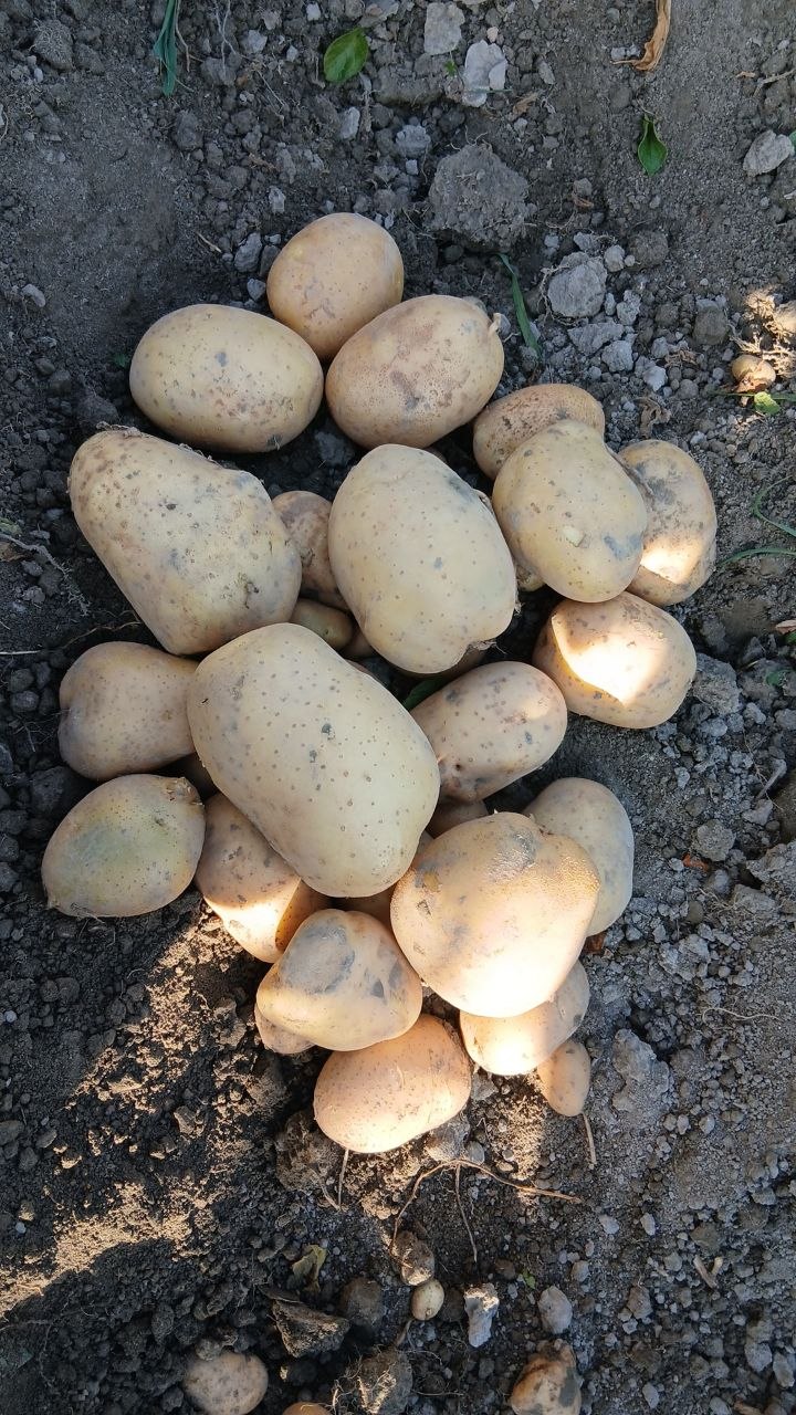 Samarqand Bulung‘urda 15 sotik Arizona kartoshka
