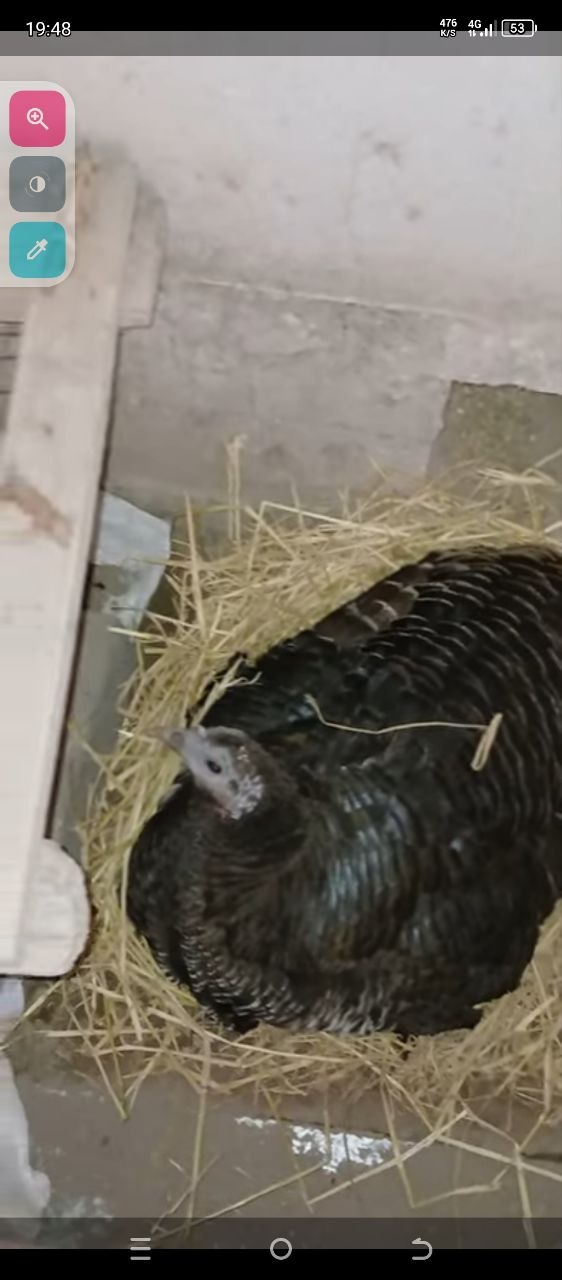 Kuruk induk tuxum bostiradiganlarga
